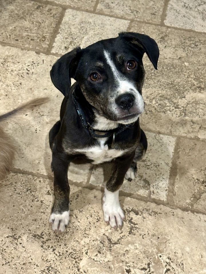 Mabel 1