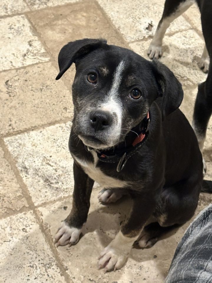 Mabel 4