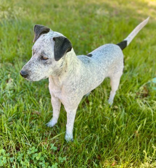 Huckleberry 2