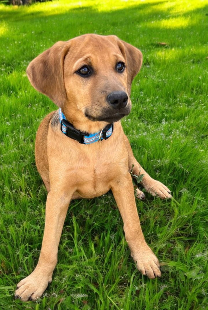 PUPPY HARLEY GIRL 1