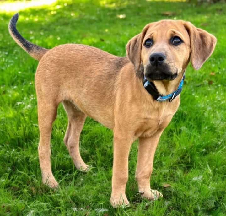PUPPY HARLEY GIRL 2