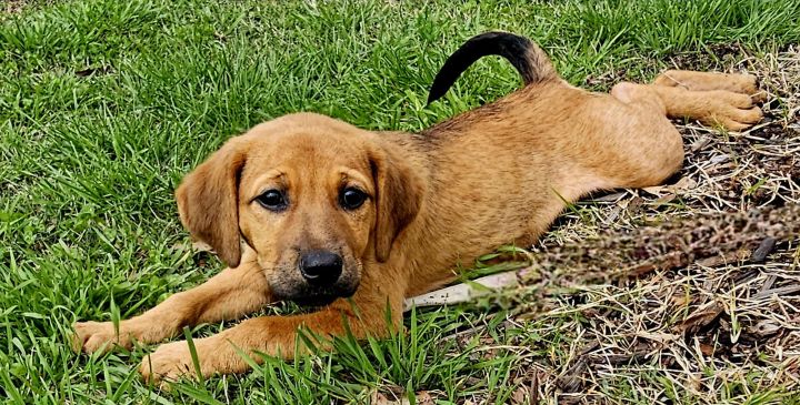 PUPPY HARLEY GIRL 3