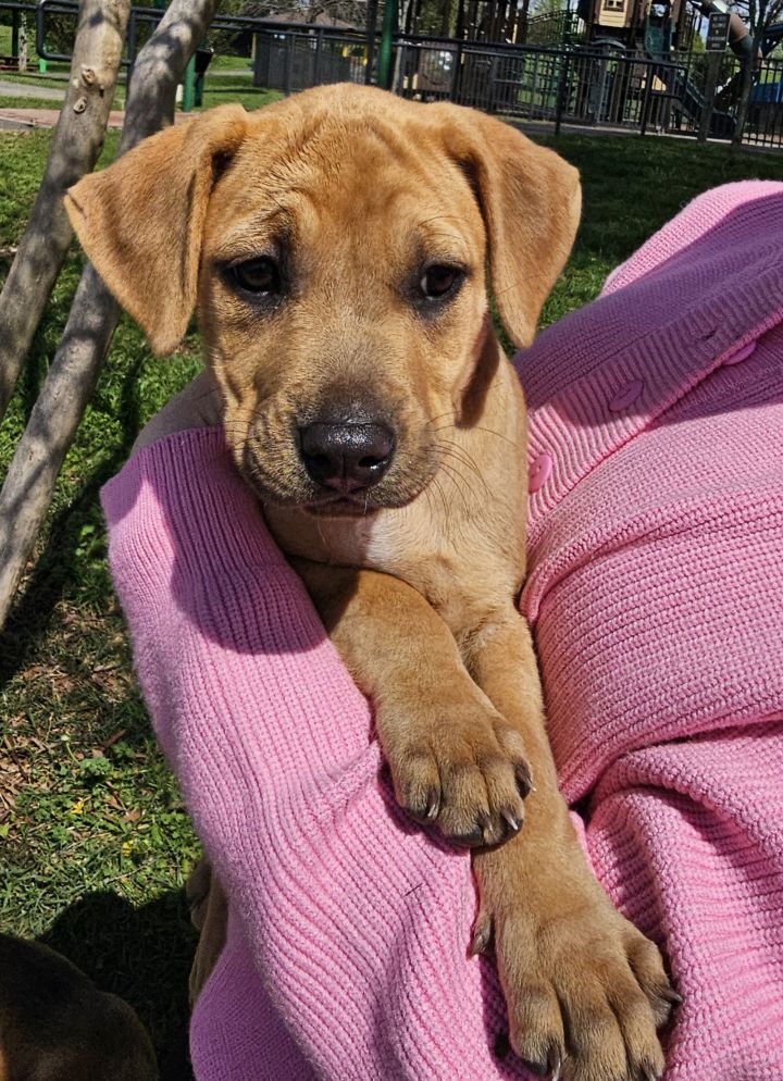 PUPPY CHEVY GIRL 1