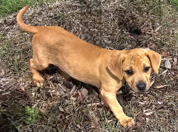PUPPY CHEVY GIRL 2