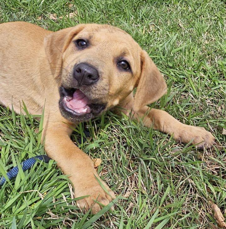 PUPPY CHEVY GIRL 3