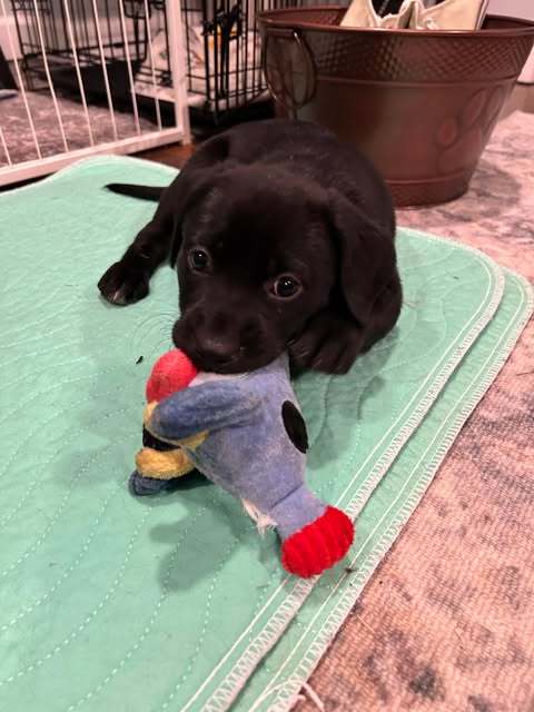 Finley 1