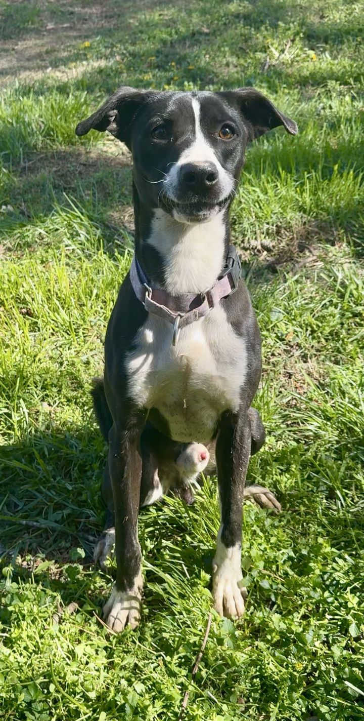 Charlie 1