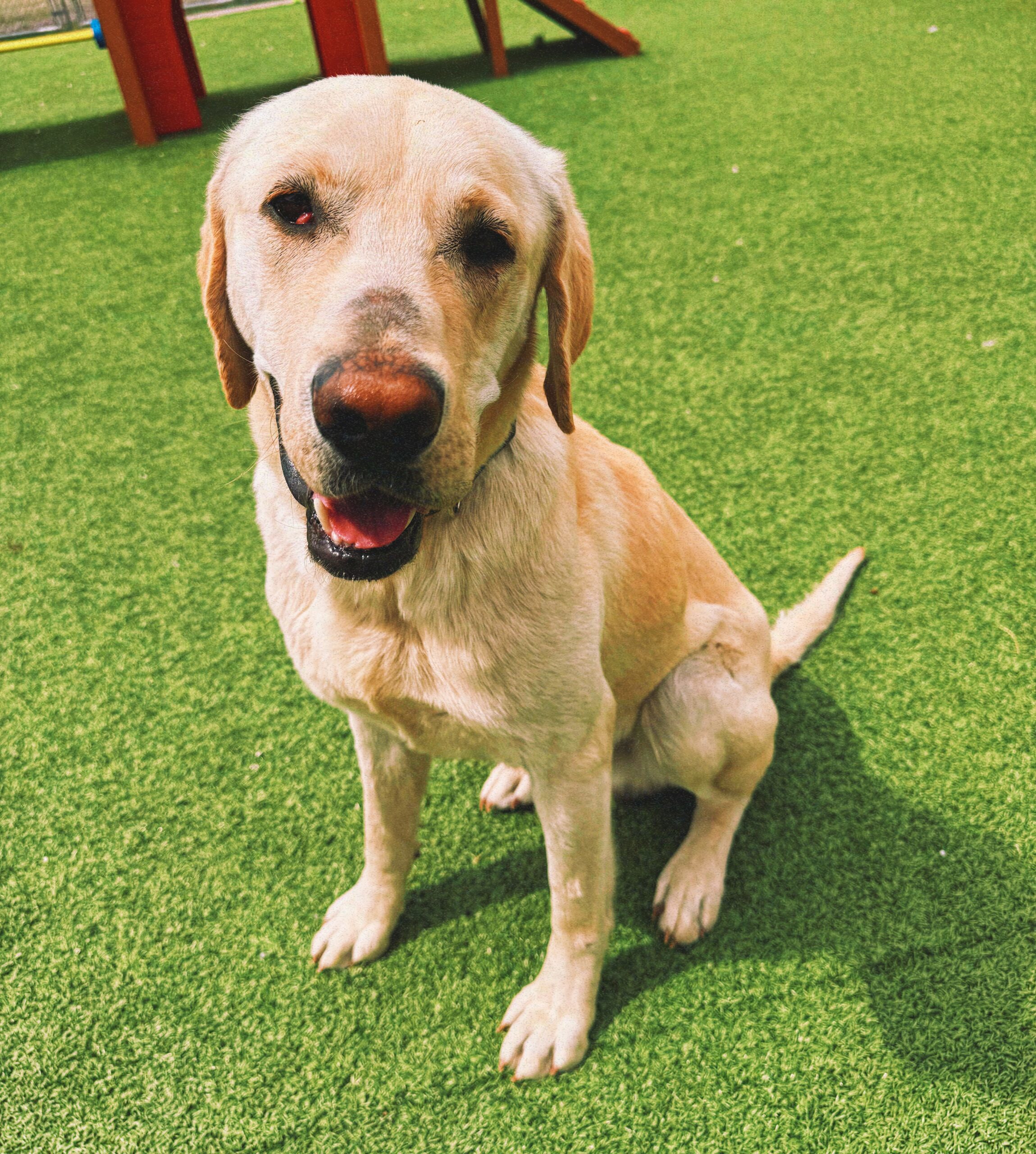 Rocky, an adoptable Labrador Retriever in Hays, KS, 67601 | Photo Image 1