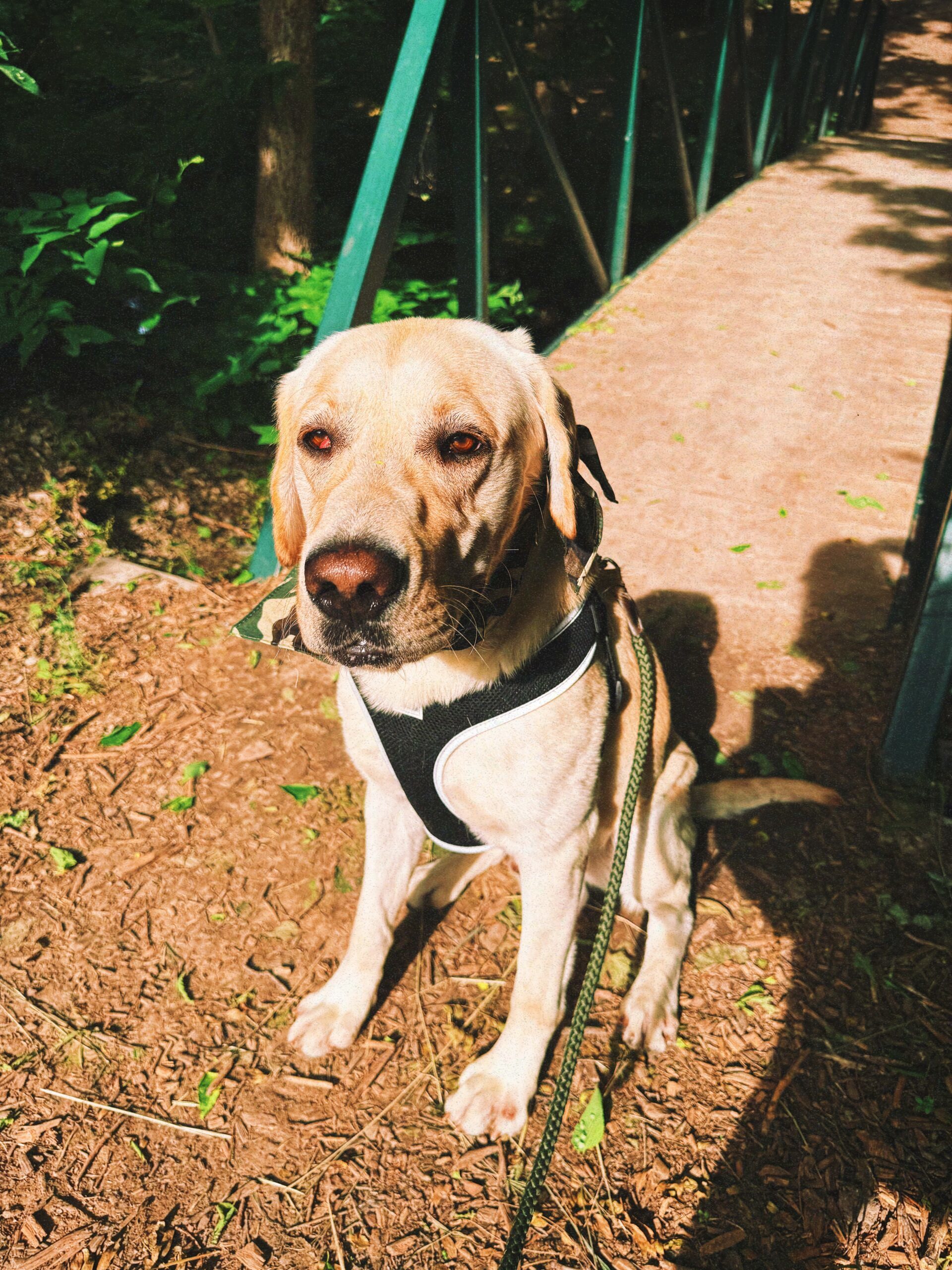 Rocky, an adoptable Labrador Retriever in Hays, KS, 67601 | Photo Image 1