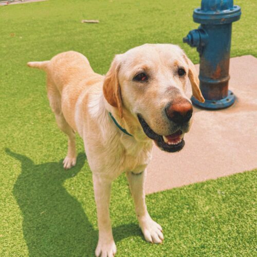 Rocky, an adoptable Labrador Retriever in Hays, KS, 67601 | Photo Image 2