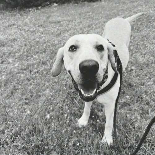 Rocky, an adoptable Labrador Retriever in Hays, KS, 67601 | Photo Image 2