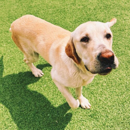 Rocky, an adoptable Labrador Retriever in Hays, KS, 67601 | Photo Image 3