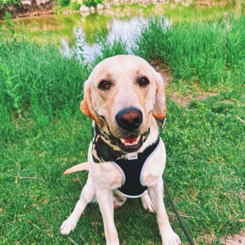 Rocky, an adoptable Labrador Retriever in Hays, KS, 67601 | Photo Image 3