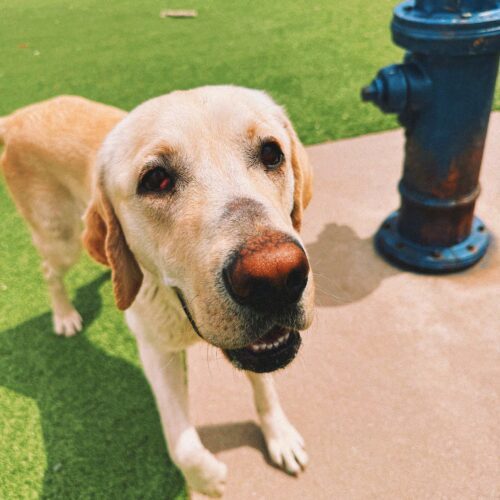 Rocky, an adoptable Labrador Retriever in Hays, KS, 67601 | Photo Image 4