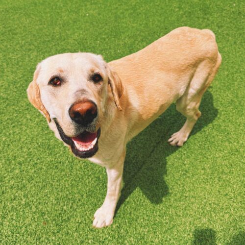 Rocky, an adoptable Labrador Retriever in Hays, KS, 67601 | Photo Image 5