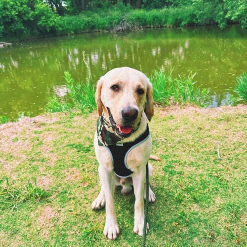 Rocky, an adoptable Labrador Retriever in Hays, KS, 67601 | Photo Image 5