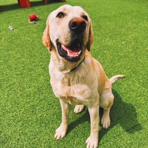 Rocky, an adoptable Labrador Retriever in Hays, KS, 67601 | Photo Image 6