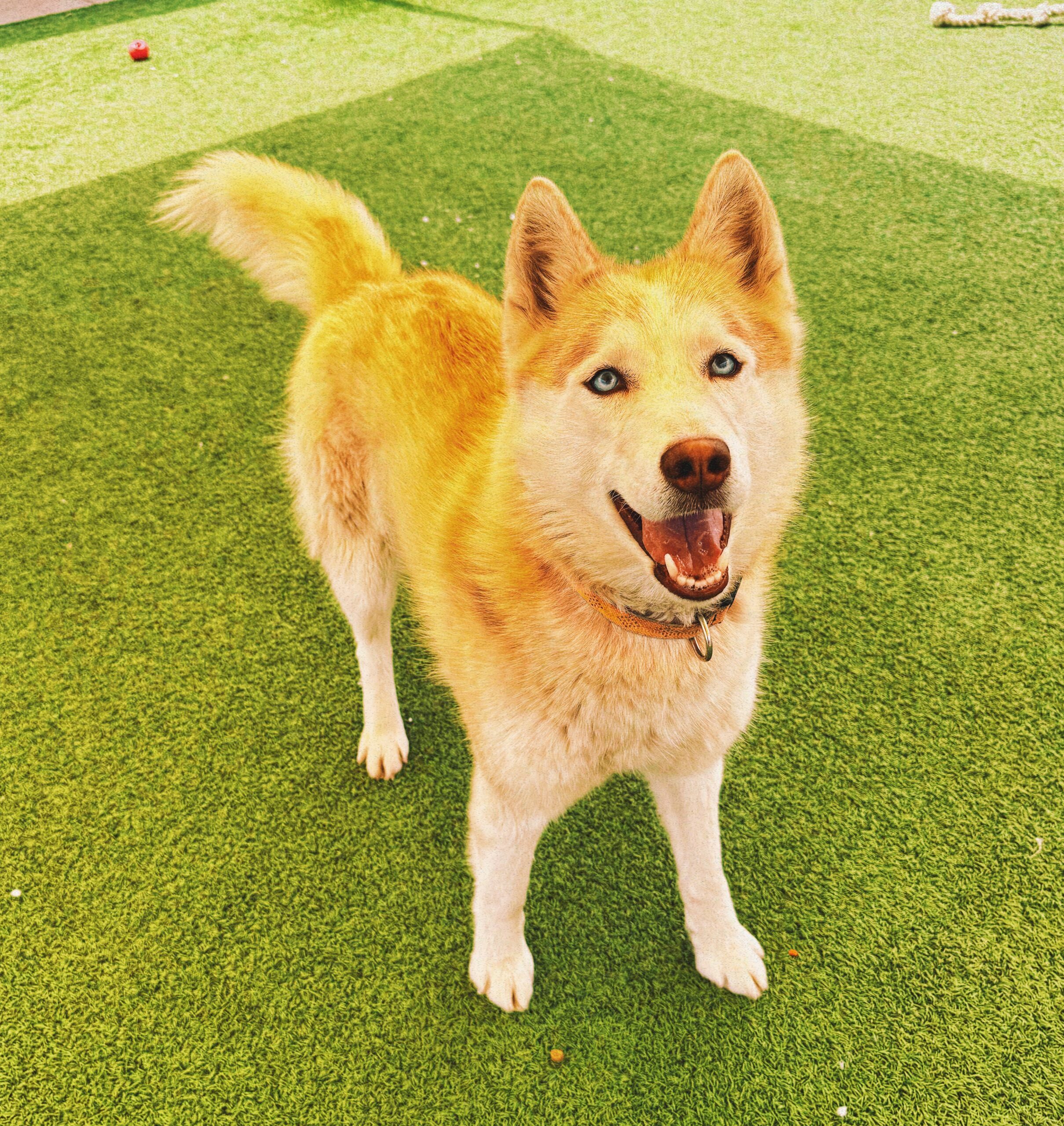 Seraphina, an adoptable Husky, Mixed Breed in Hays, KS, 67601 | Photo Image 1
