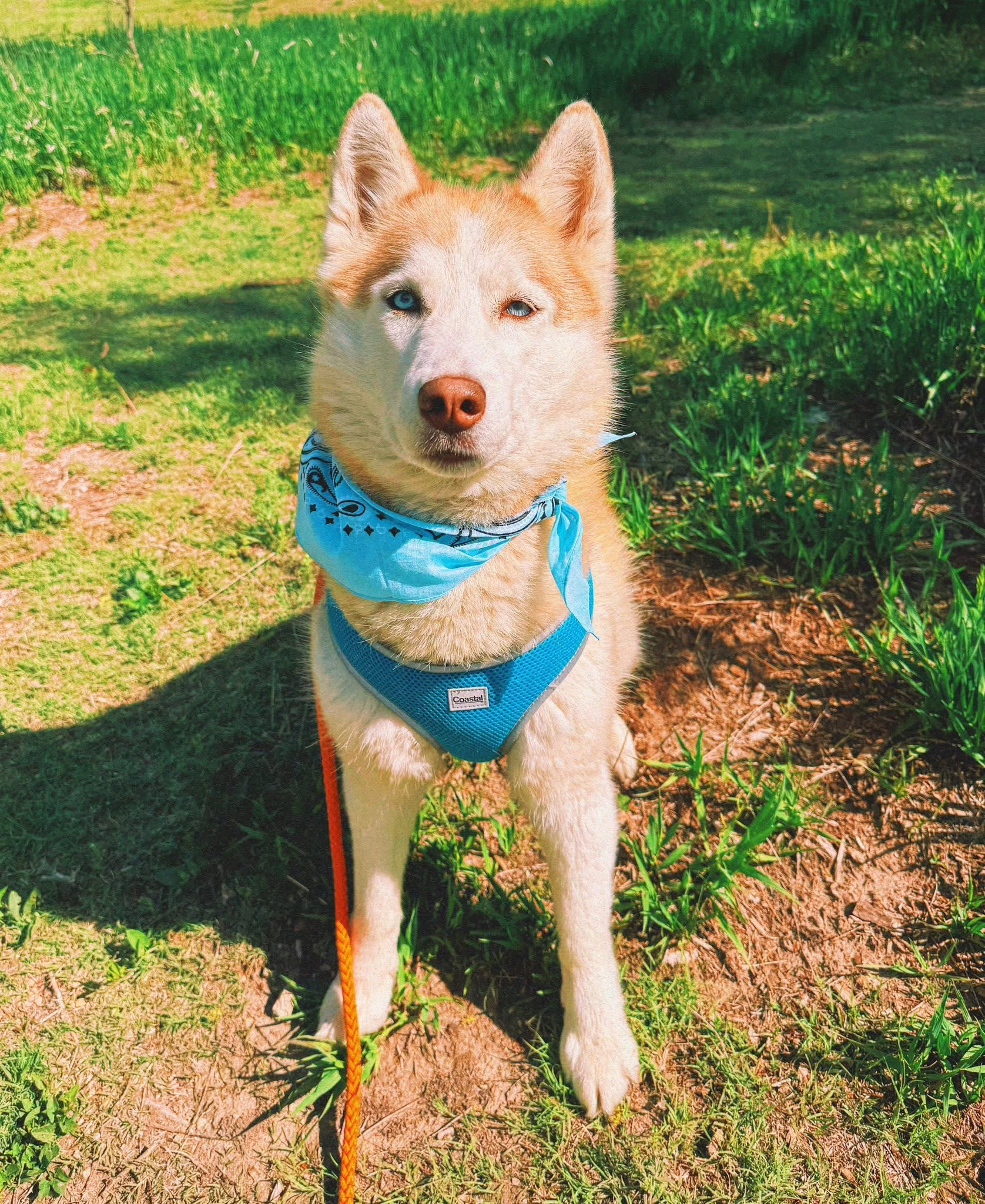Seraphina, an adoptable Husky, Mixed Breed in Hays, KS, 67601 | Photo Image 1