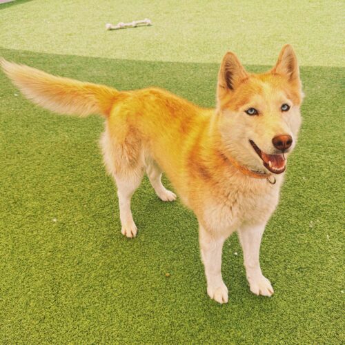 Seraphina, an adoptable Husky, Mixed Breed in Hays, KS, 67601 | Photo Image 2