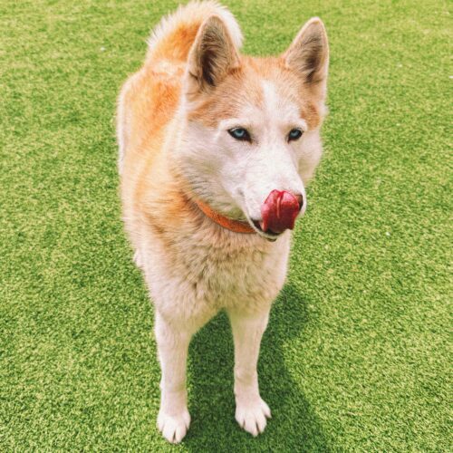 Seraphina, an adoptable Husky, Mixed Breed in Hays, KS, 67601 | Photo Image 3