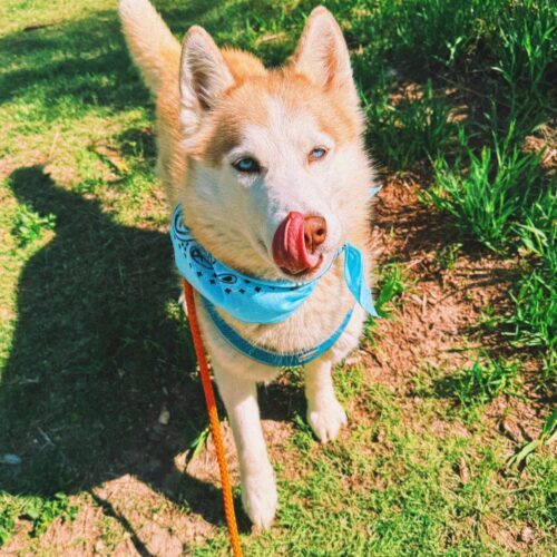 Seraphina, an adoptable Husky, Mixed Breed in Hays, KS, 67601 | Photo Image 3