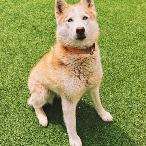 Seraphina, an adoptable Husky, Mixed Breed in Hays, KS, 67601 | Photo Image 4