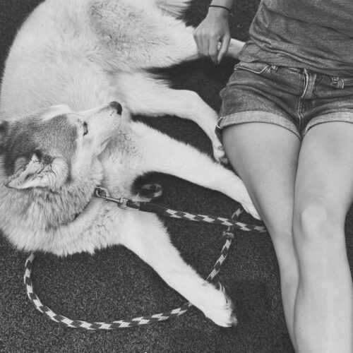 Seraphina, an adoptable Husky, Mixed Breed in Hays, KS, 67601 | Photo Image 4