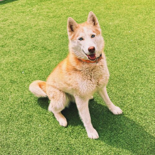 Seraphina, an adoptable Husky, Mixed Breed in Hays, KS, 67601 | Photo Image 5