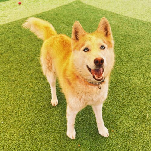 Seraphina, an adoptable Husky, Mixed Breed in Hays, KS, 67601 | Photo Image 6