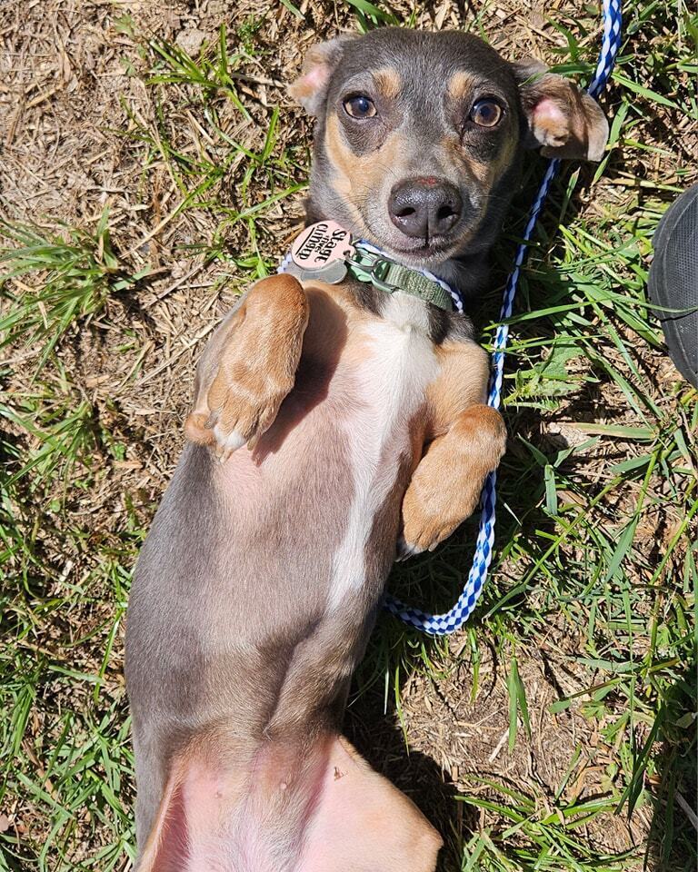 Bella