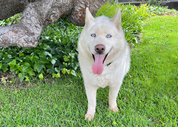 Minero