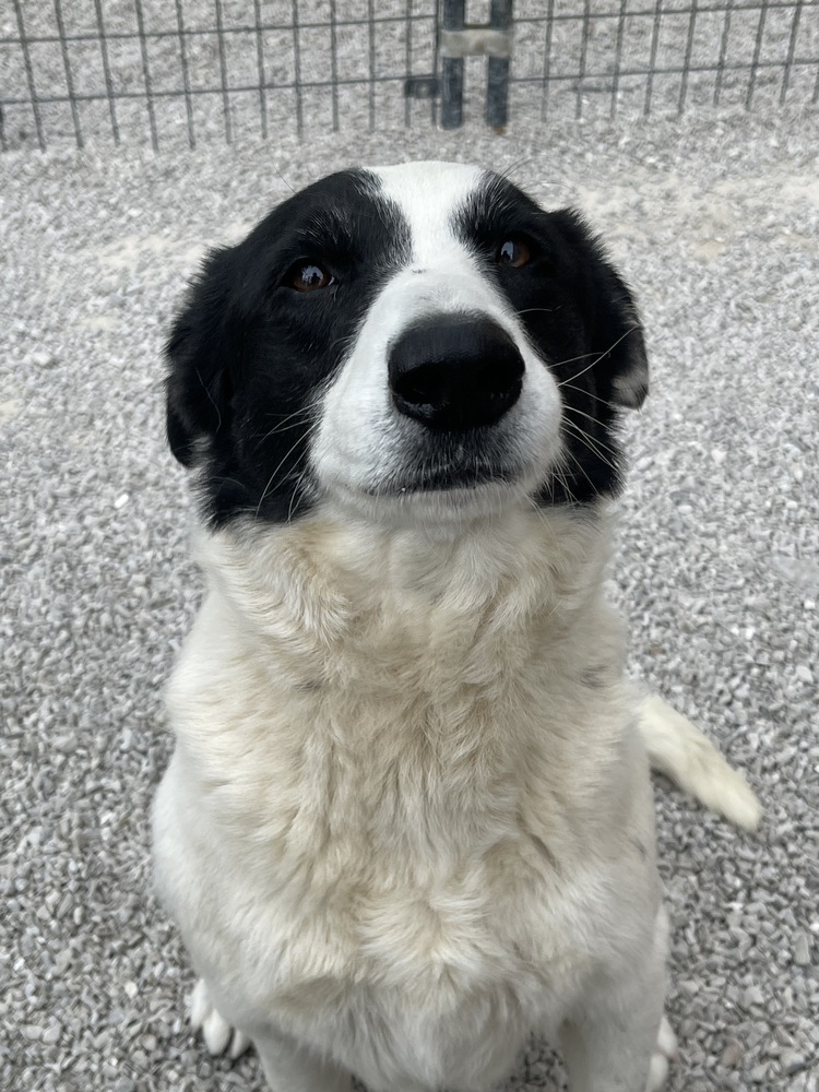 Mollie
