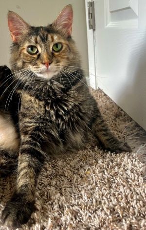 I am a very sweet cat with a beautiful fur coat My brown tabby markings also have lovely auburn h