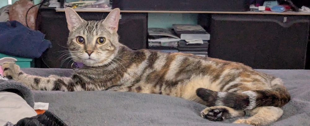 Lizzy