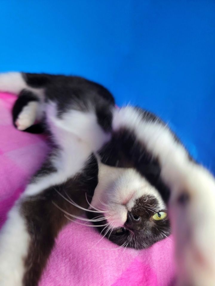 Sylvester 1