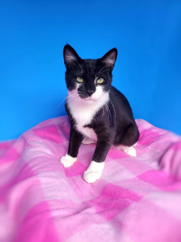 Sylvester 2