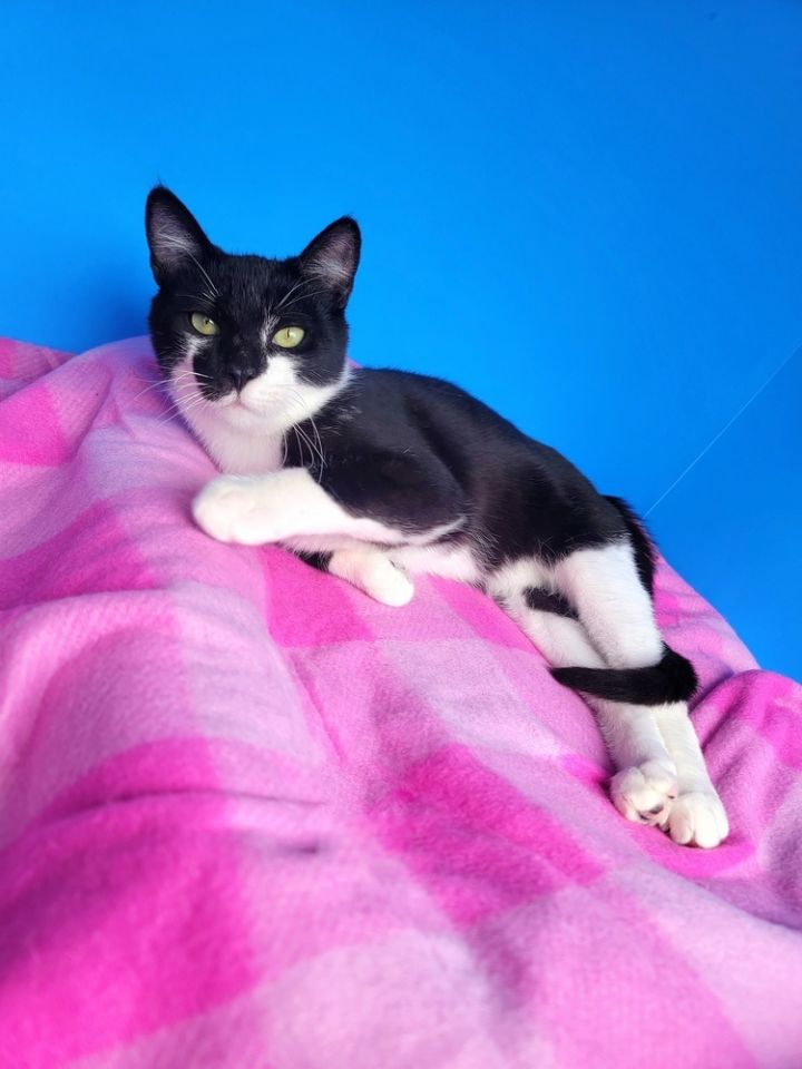 Sylvester 3