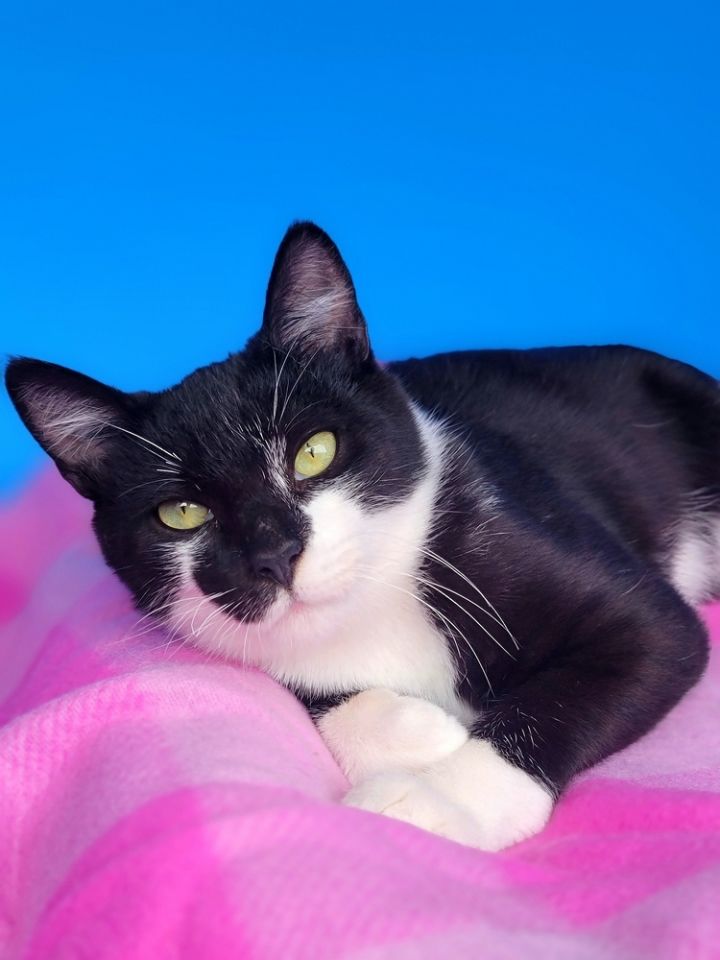 Sylvester 4