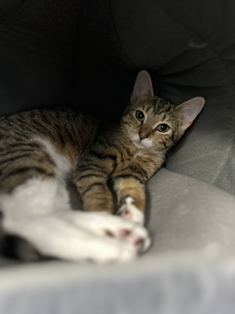 Ms. Keenfoot, an adoptable Domestic Short Hair in Trenton, ME, 04605 | Photo Image 1