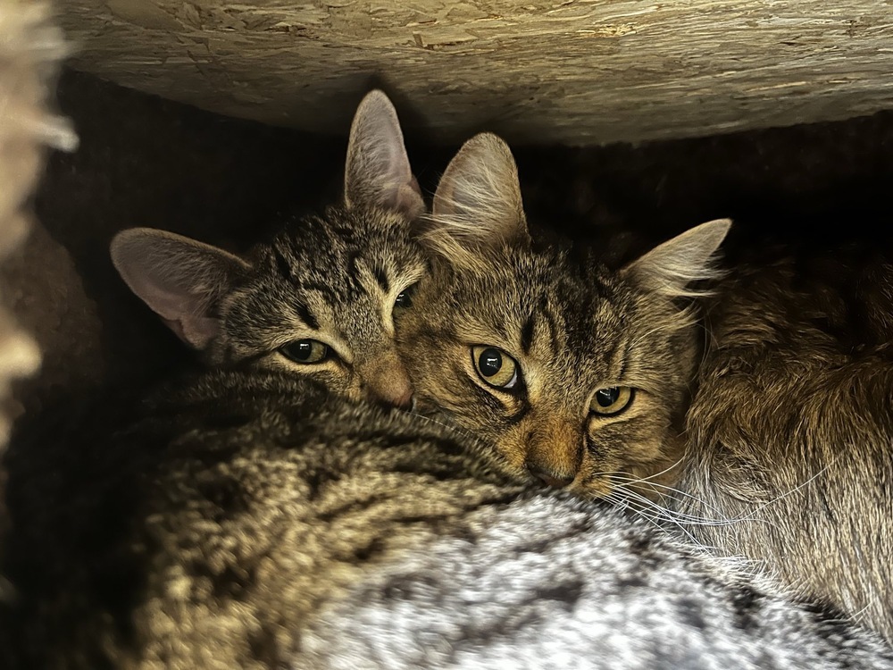 Ms. Keenfoot, an adoptable Domestic Short Hair in Trenton, ME, 04605 | Photo Image 2