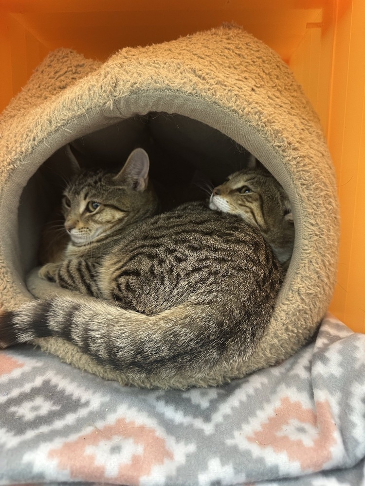 Ms. Keenfoot, an adoptable Domestic Short Hair in Trenton, ME, 04605 | Photo Image 3