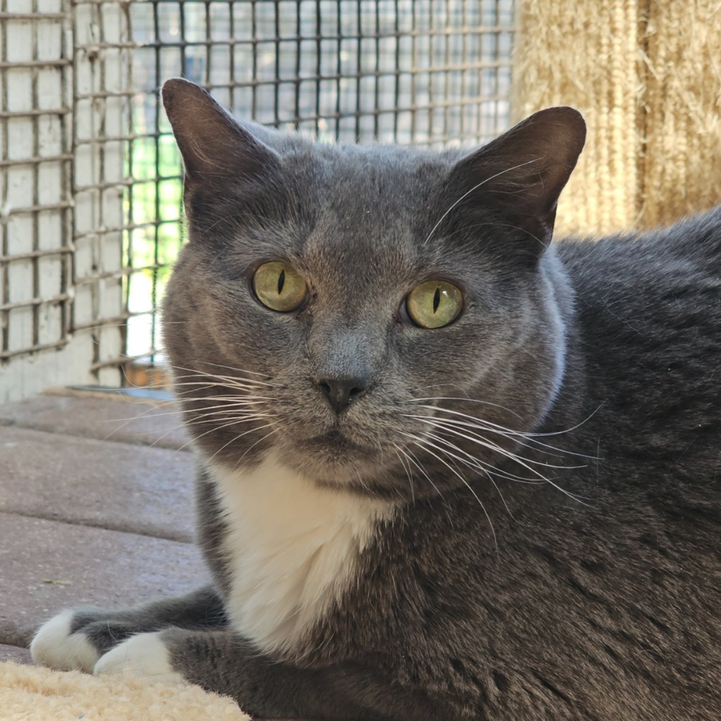 Sebastian, an adoptable Domestic Short Hair in Eastsound, WA, 98245 | Photo Image 1