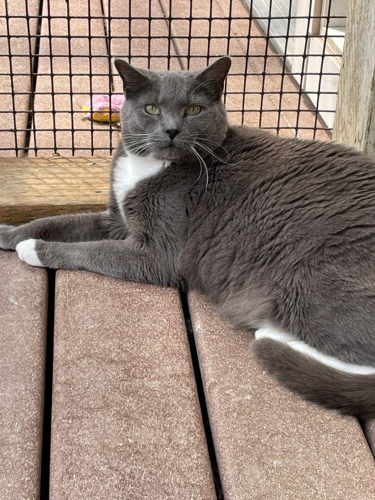 Sebastian, an adoptable Domestic Short Hair in Eastsound, WA, 98245 | Photo Image 4