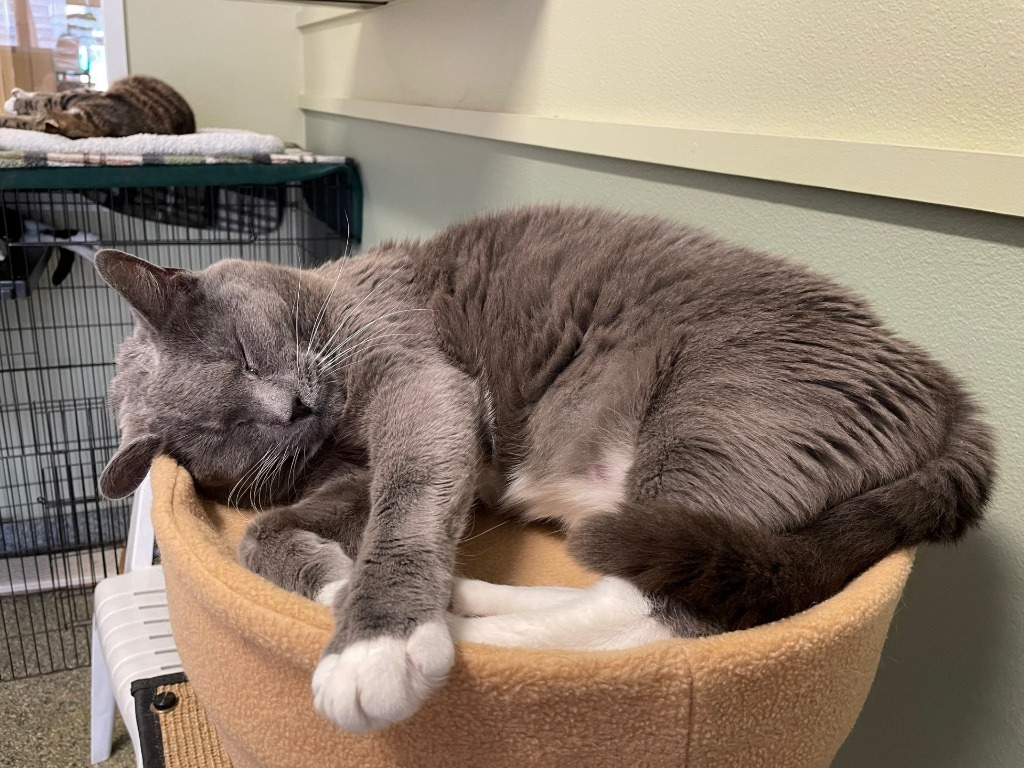 Sebastian, an adoptable Domestic Short Hair in Eastsound, WA, 98245 | Photo Image 5