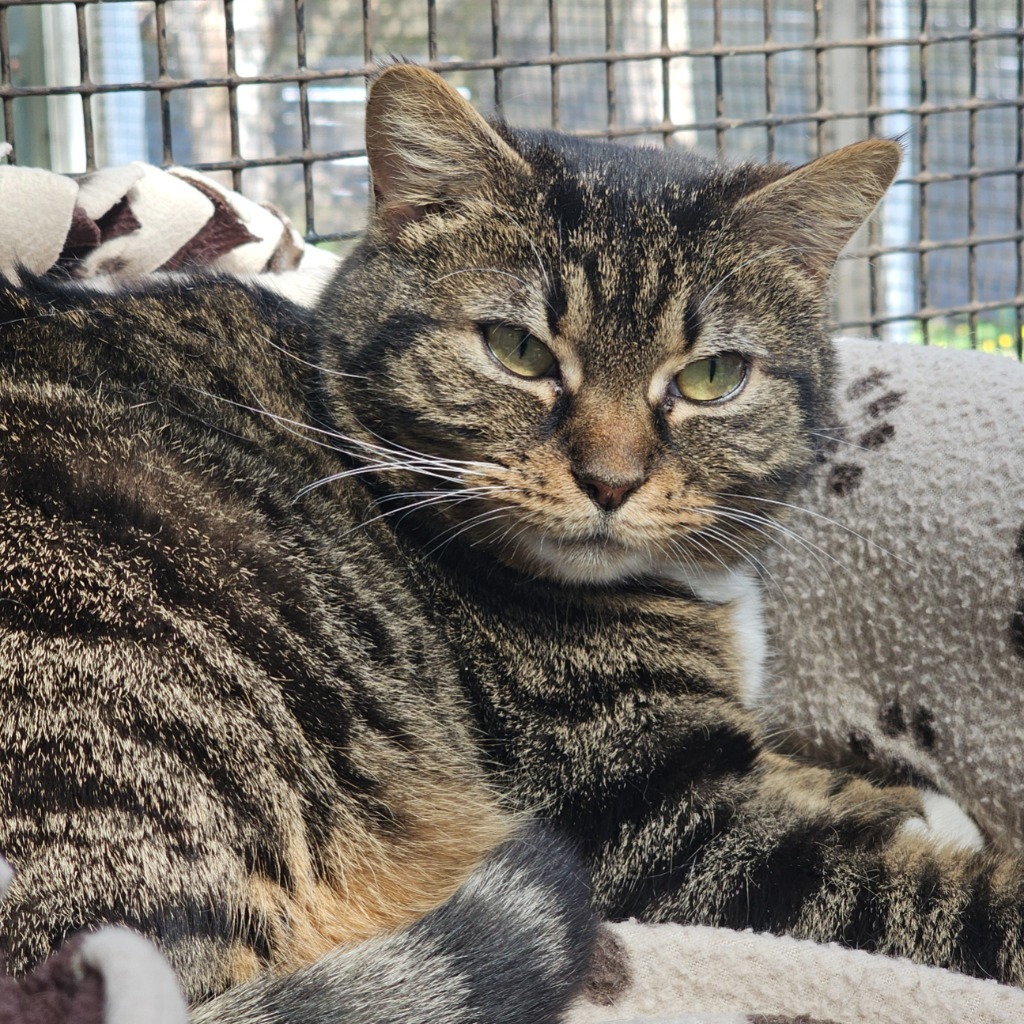 Belle, an adoptable Domestic Short Hair in Eastsound, WA, 98245 | Photo Image 1