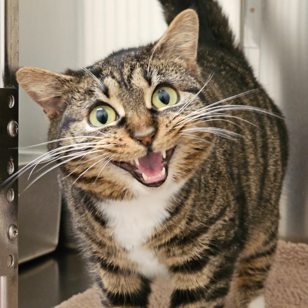 Belle, an adoptable Domestic Short Hair in Eastsound, WA, 98245 | Photo Image 2