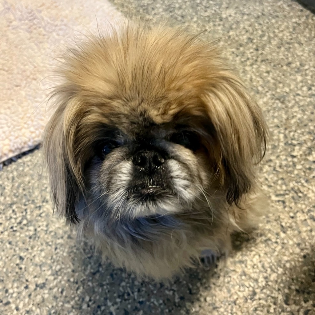 Frankie, an adoptable Pekingese in Eastsound, WA, 98245 | Photo Image 1