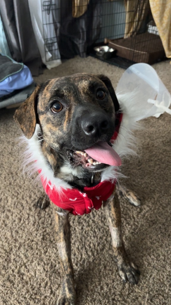 Rocket