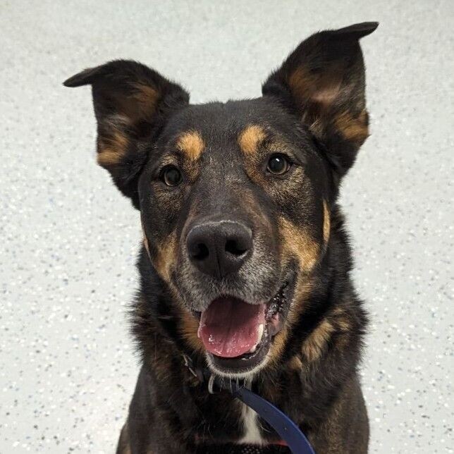 Cody, an adoptable Shepherd, Mixed Breed in Yankton, SD, 57078 | Photo Image 1
